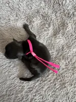 Lulu, a female Coton de Tulear for sale in Converse, IN – Photo 4 of 4