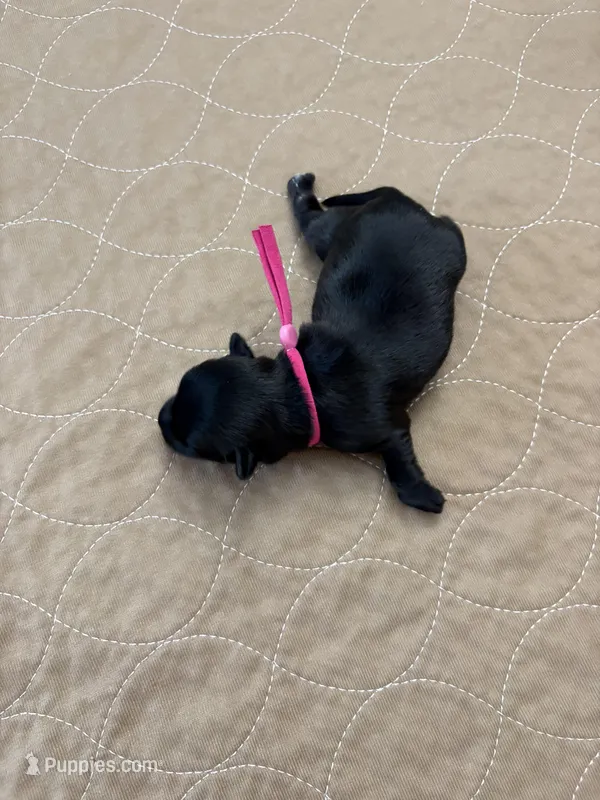 Lulu – Coton de Tulear puppy for sale in Converse, IN