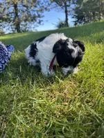 Shirley - Coton de Tulear, a female Coton de Tulear for sale in Converse, IN – 7 of 7