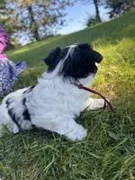 Shirley - Coton de Tulear, a female Coton de Tulear for sale in Converse, IN – 5 of 7