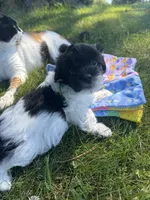 Henry - Coton de Tulear, a male Coton de Tulear for sale in Converse, IN – 4 of 8