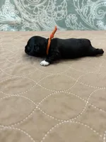 Joey - Reserved, a male Coton de Tulear for sale in Converse, IN – Photo 6 of 8