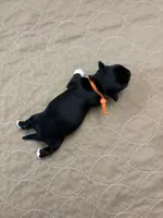 Joey - Reserved, a male Coton de Tulear for sale in Converse, IN – Photo 8 of 8