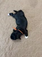 Joey - Reserved, a male Coton de Tulear for sale in Converse, IN – Photo 7 of 8