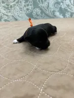 Joey - Reserved, a male Coton de Tulear for sale in Converse, IN – Photo 5 of 8