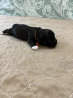 Joey - Reserved, a male Coton de Tulear for sale in Converse, IN – Photo 3 of 8