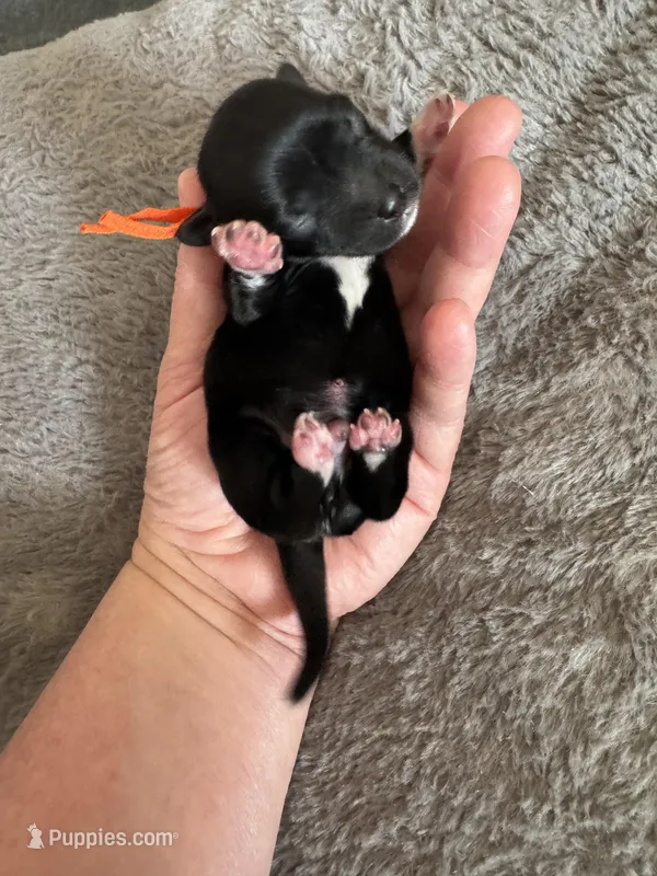 Joey – Coton de Tulear puppy for sale in Converse, IN