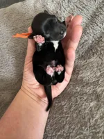 Joey, a male Coton de Tulear for sale in Converse, IN – Photo 1 of 3