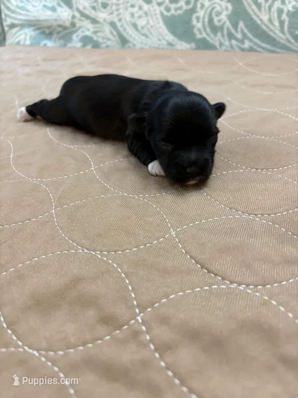 Joey – Coton de Tulear puppy for sale in Converse, IN