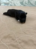 Joey - Reserved, a male Coton de Tulear for sale in Converse, IN – Photo 1 of 8