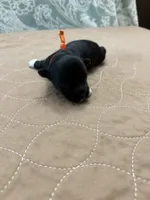 Joey - Reserved, a male Coton de Tulear for sale in Converse, IN – Photo 4 of 8