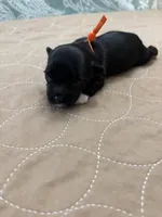 Joey - Reserved, a male Coton de Tulear for sale in Converse, IN – Photo 2 of 8