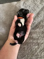 Joey, a male Coton de Tulear for sale in Converse, IN – Photo 2 of 3