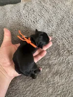 Joey, a male Coton de Tulear for sale in Converse, IN – Photo 3 of 3
