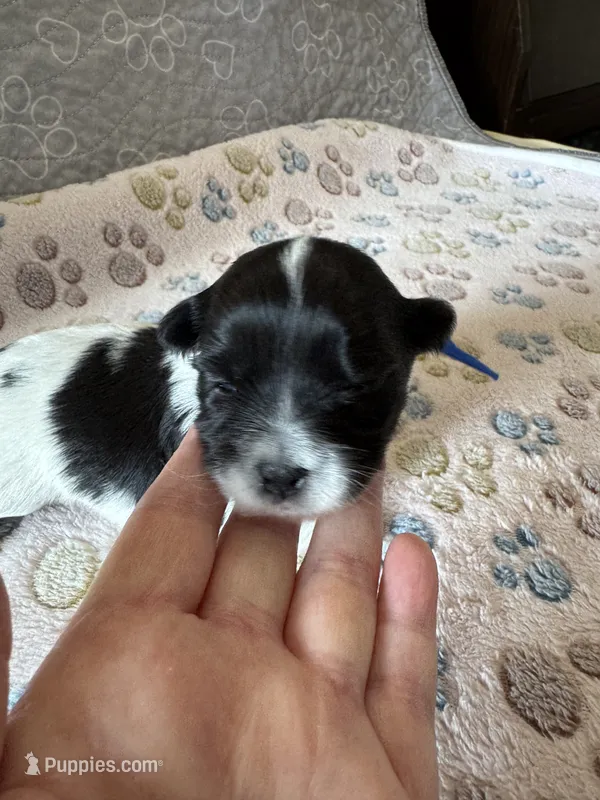 Archie - Coton de Tulear – Coton de Tulear puppy for sale in Converse, IN