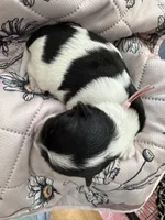 Maple - Coton de Tulear, a female Coton de Tulear for sale in Converse, IN – 2 of 6