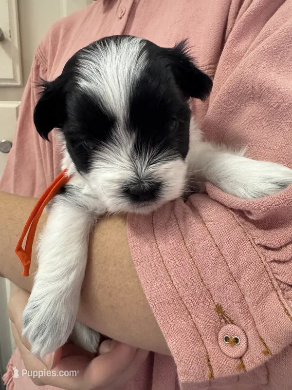 Leo - Coton de Tulear – Coton de Tulear puppy for sale in Converse, IN