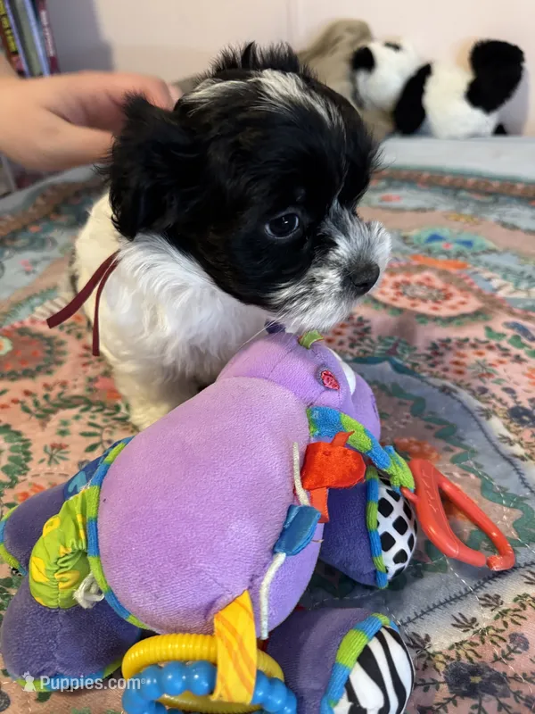 Shirley - Coton de Tulear – Coton de Tulear puppy for sale in Converse, IN