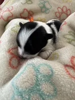 Leo - Coton de Tulear, a male Coton de Tulear for sale in Converse, IN – 2 of 7