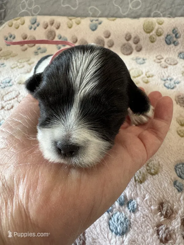 Maple - Coton de Tulear – Coton de Tulear puppy for sale in Converse, IN