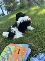 Jazz - Coton de Tulear, a male Coton de Tulear for sale in Converse, IN – 6 of 10
