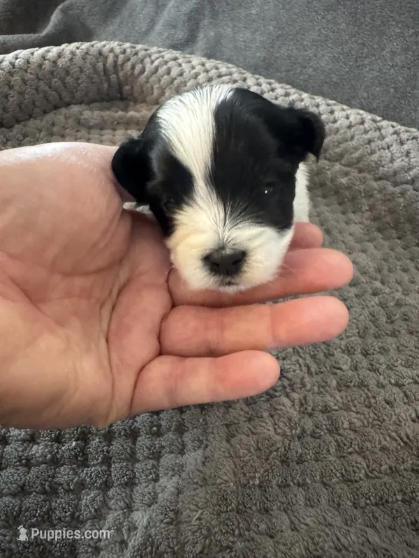 Leo - Coton de Tulear – Coton de Tulear puppy for sale in Converse, IN