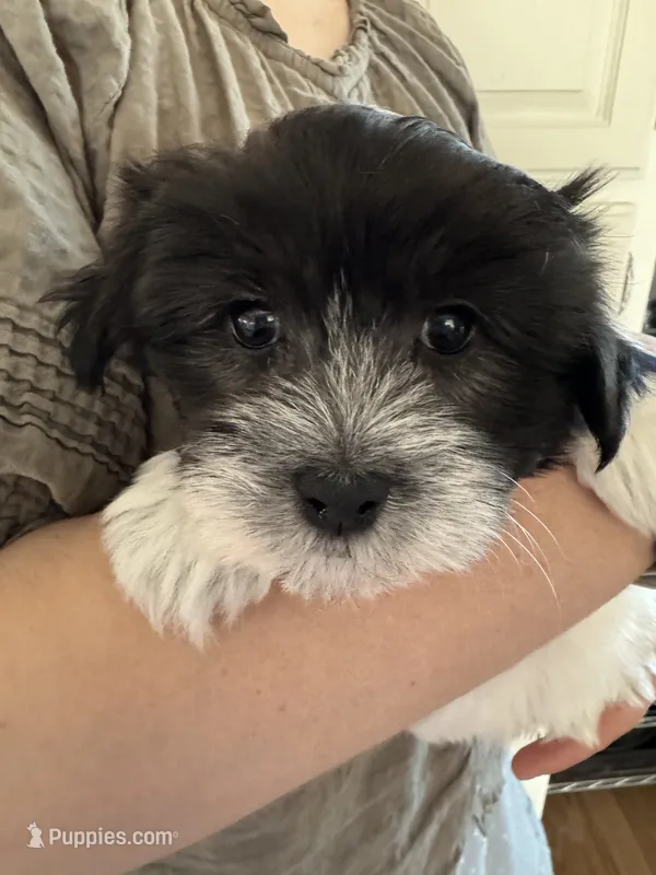 Archie - Coton de Tulear – Coton de Tulear puppy for sale in Converse, IN
