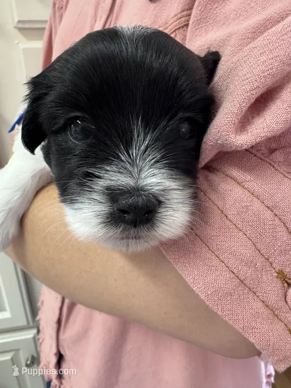 Archie - Coton de Tulear – Coton de Tulear puppy for sale in Converse, IN
