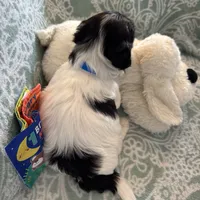 Percy - Reserved, a male Coton de Tulear for sale in Converse, IN – Photo 10 of 10