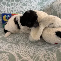 Percy - Reserved, a male Coton de Tulear for sale in Converse, IN – Photo 7 of 10