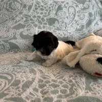 Percy - Reserved, a male Coton de Tulear for sale in Converse, IN – Photo 6 of 10