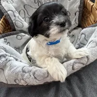 Percy - Reserved, a male Coton de Tulear for sale in Converse, IN – Photo 3 of 10