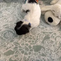 Percy - Reserved, a male Coton de Tulear for sale in Converse, IN – Photo 9 of 10