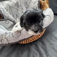 Percy - Reserved, a male Coton de Tulear for sale in Converse, IN – Photo 4 of 10