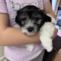 Percy - Reserved, a male Coton de Tulear for sale in Converse, IN – Photo 1 of 10