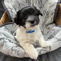 Percy - Reserved, a male Coton de Tulear for sale in Converse, IN – Photo 2 of 10