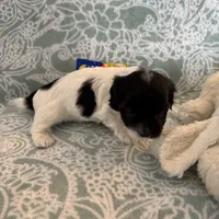 Percy - Reserved, a male Coton de Tulear for sale in Converse, IN – Photo 8 of 10