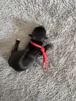 Mickey, a male Coton de Tulear for sale in Converse, IN – Photo 3 of 3