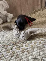 Mickey, a male Coton de Tulear for sale in Converse, IN – Photo 5 of 6