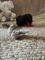 Mickey, a male Coton de Tulear for sale in Converse, IN – Photo 6 of 6