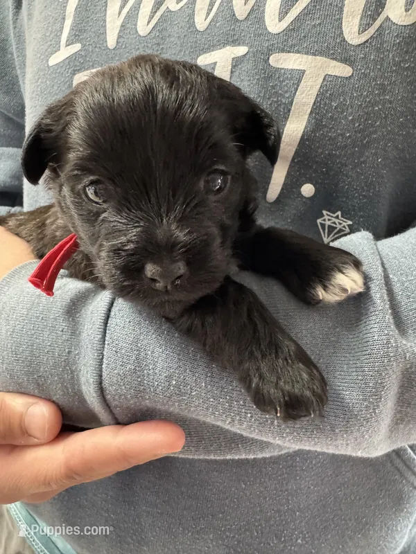 Mickey – Coton de Tulear puppy for sale in Converse, IN