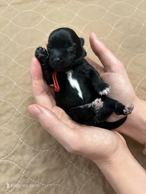 Mickey – Coton de Tulear puppy for sale in Converse, IN