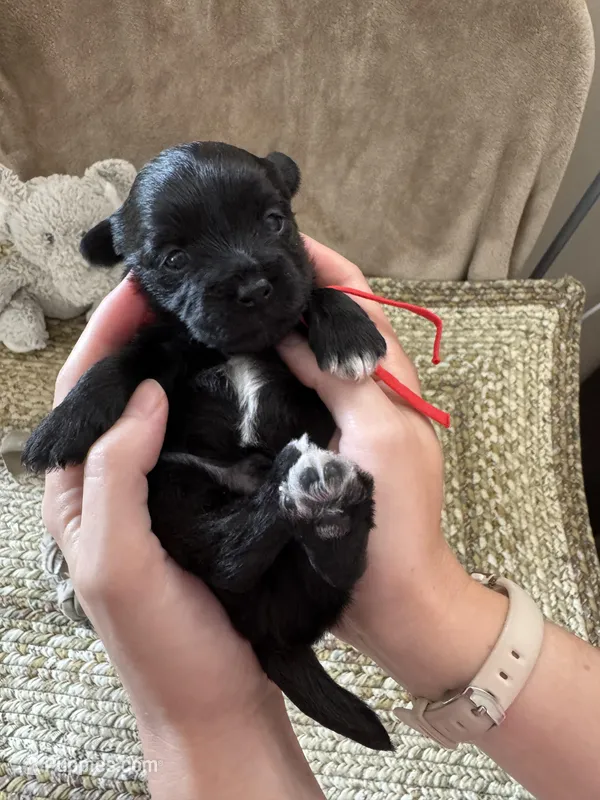 Mickey – Coton de Tulear puppy for sale in Converse, IN