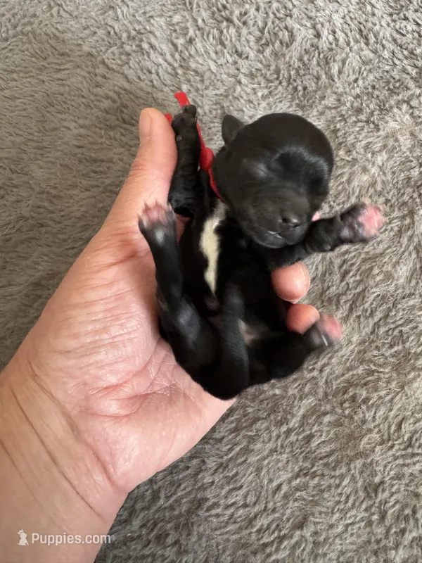 Mickey – Coton de Tulear puppy for sale in Converse, IN