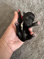 Mickey, a male Coton de Tulear for sale in Converse, IN – Photo 1 of 3