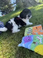 Jazz - Coton de Tulear, a male Coton de Tulear for sale in Converse, IN – 2 of 10
