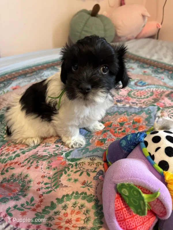 Henry - Coton de Tulear – Coton de Tulear puppy for sale in Converse, IN