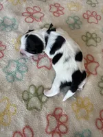 Milo - Coton de Tulear, a male Coton de Tulear for sale in Converse, IN – 5 of 8