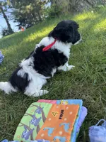 Jazz - Coton de Tulear, a male Coton de Tulear for sale in Converse, IN – 5 of 10