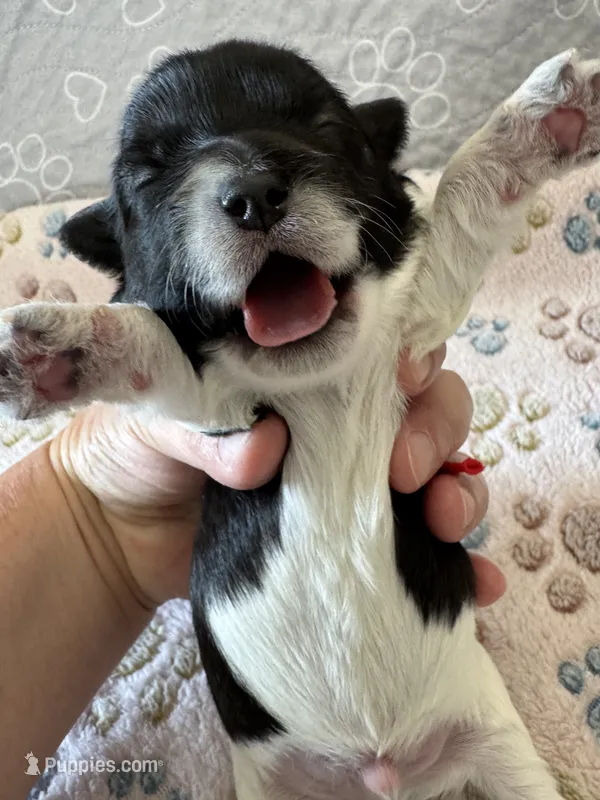Jazz - Coton de Tulear – Coton de Tulear puppy for sale in Converse, IN